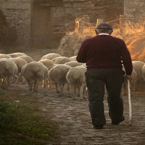 ΕΕ: Οι ευρωβουλευτές ζητούν νέα μέτρα για την ενίσχυση της κτηνοτροφίας