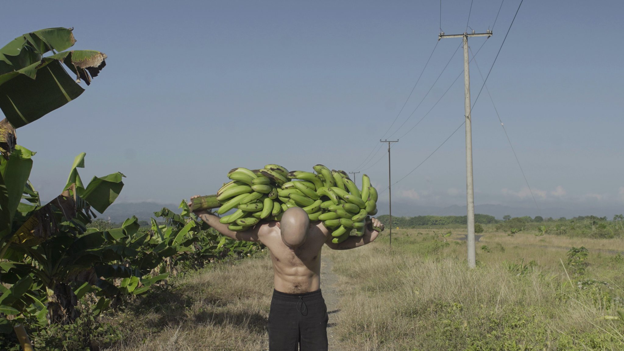 Οι «μελανές σελίδες» στην ιστορία της μπανάνας – Έκθεση