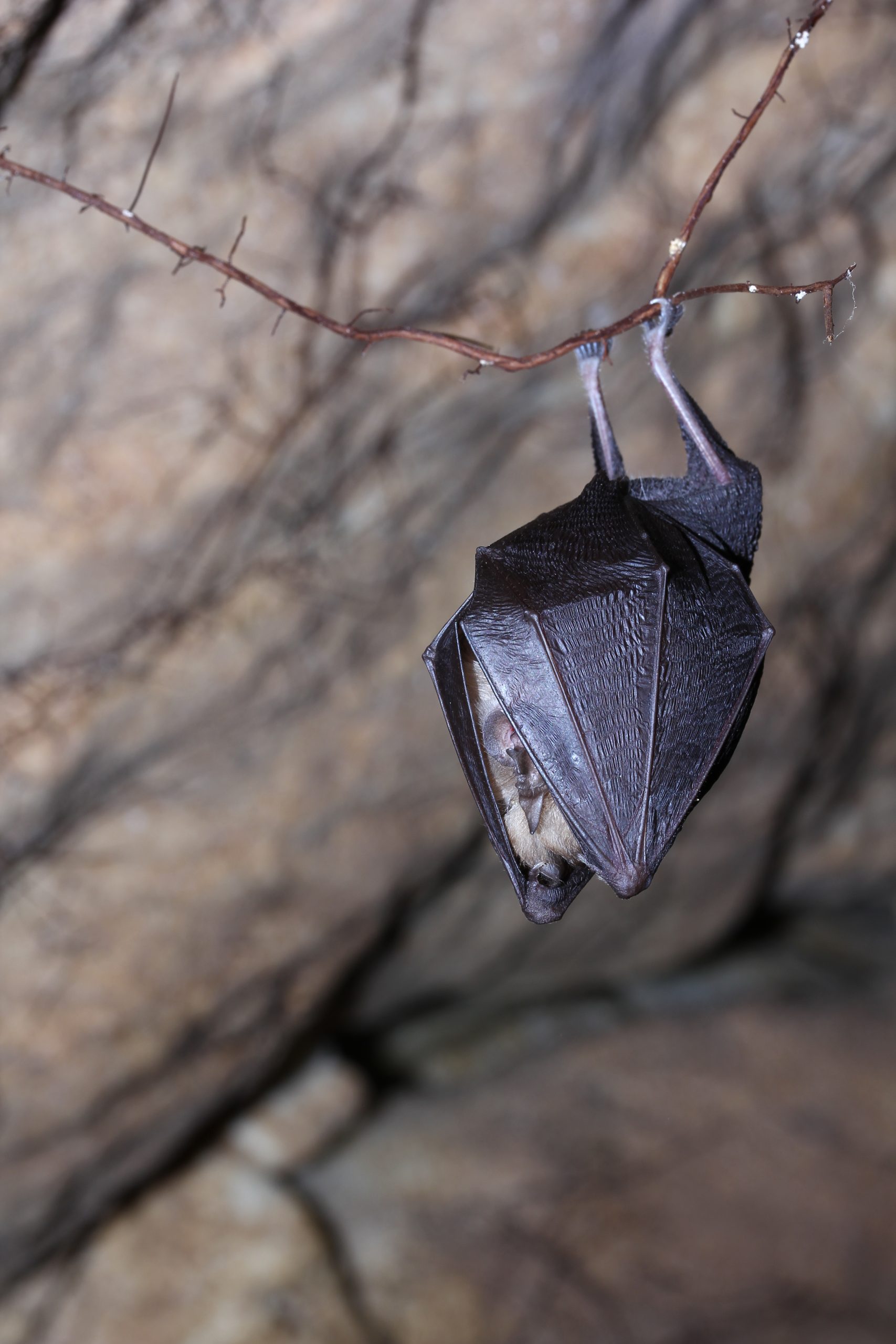 ΥΠΕΝ: Δημιουργούνται 5.000 τεχνητά καταφύγια νυχτερίδων 