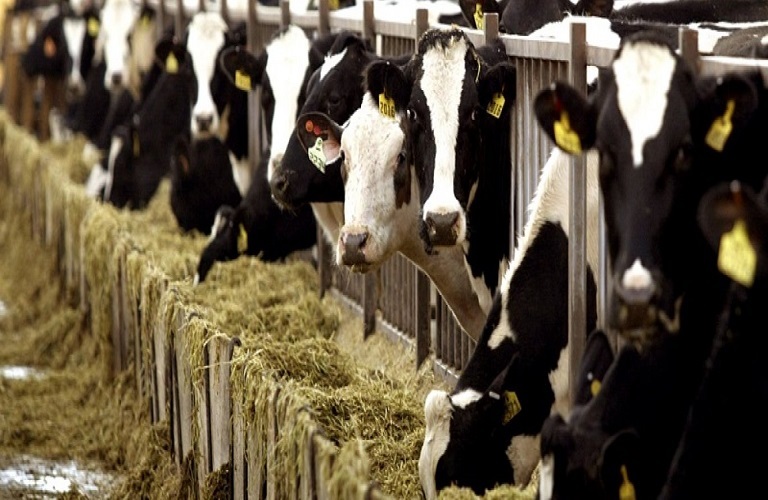 Κτηνοτρόφοι: Κραυγή αγωνίας προς την κυβέρνηση – «Έρχονται αυξήσεις 60% αν δεν γίνει κάτι»