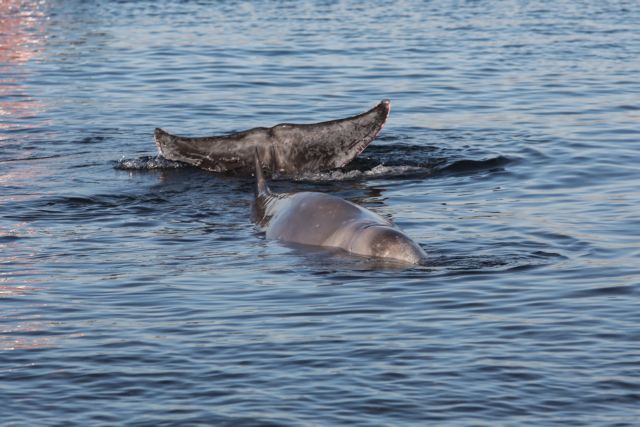 Energy Ministry: Urgent investigation into the mystery of beaked whale beachings