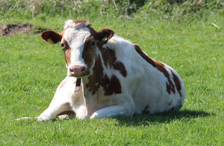 Ζωοτροφές: Πρόσθετη ύλη μειώνει τις εκπομπές μεθανίου από αγελάδες