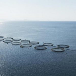 Ιχθυοκαλλιέργειες: Σε υψηλα 10ετίας οι τιμές – Πρόβλημα η επέλαση των Τούρκων