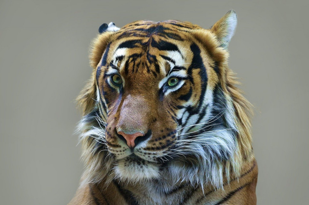 Τι μας επιφυλάσσει το έτος της Τίγρης του Νερού; 