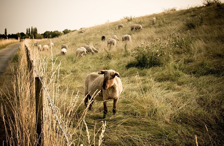 Βόρεια Εύβοια: Πήρε ΦΕΚ η ενίσχυση των κτηνοτρόφων –  40 ευρώ ανά αιγοπρόβατο