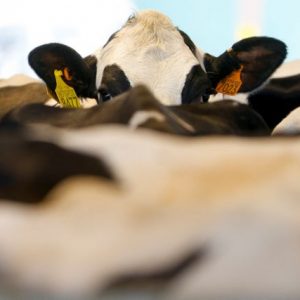 ΥΠΑΑΤ: Εξετάζεται η ένταξη των νέων κτηνοτρόφων στις αποζημιώσεις