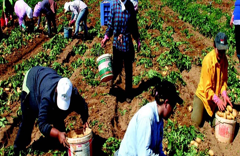 Crete: Lack of land laborers – Farmers prone to late harvests