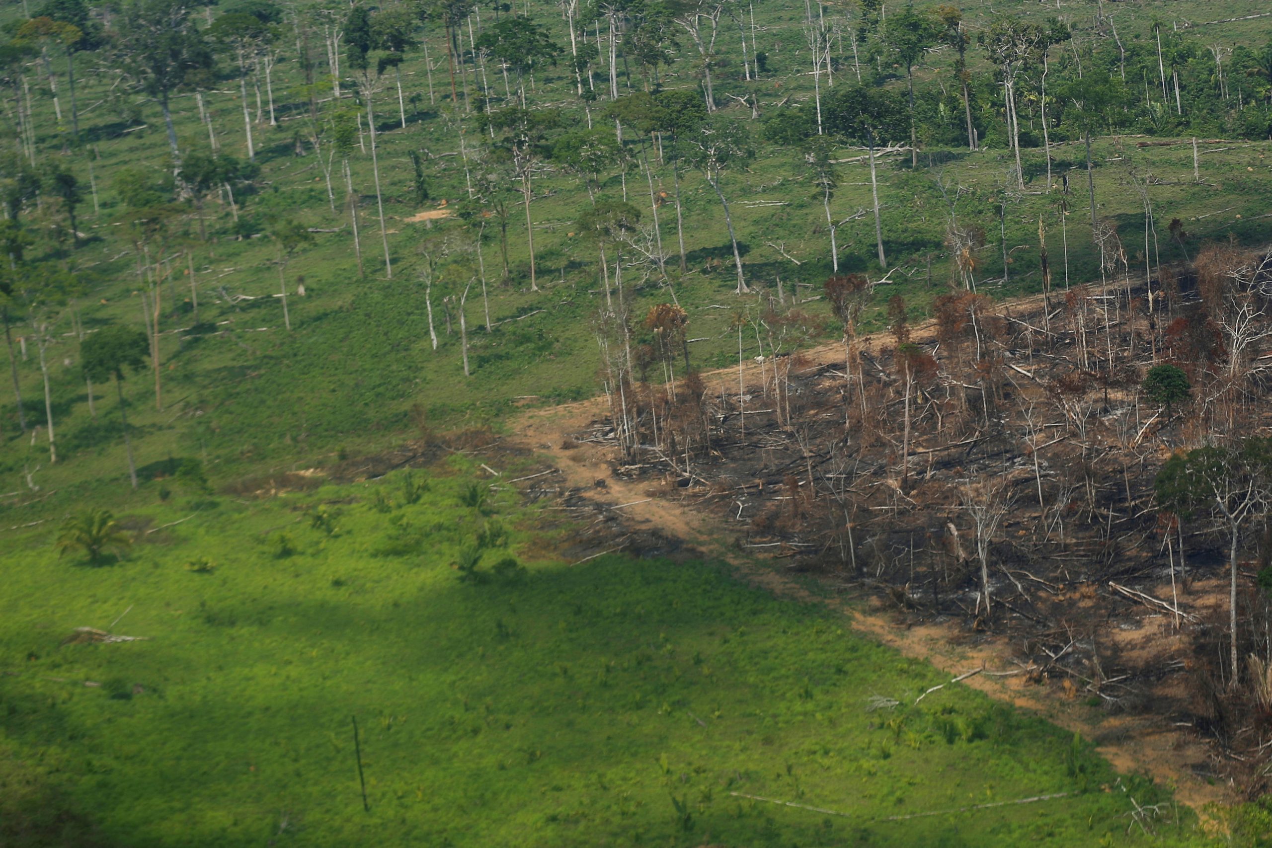 Αμαζόνιος: Αμφιλεγόμενη πρόταση διάσωσης του τροπικού δάσους με… NFTs