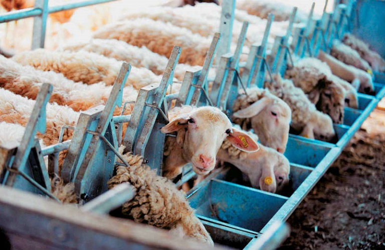 ΥΠΑΑΤ: Ανοίγει η πλατφόρμα των δηλώσεων για την πληρωμή έκτακτης ενίσχυσης 89 εκατ. ευρώ σε κτηνοτρόφους