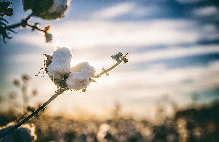 Cotton, the “white gold” of Greece