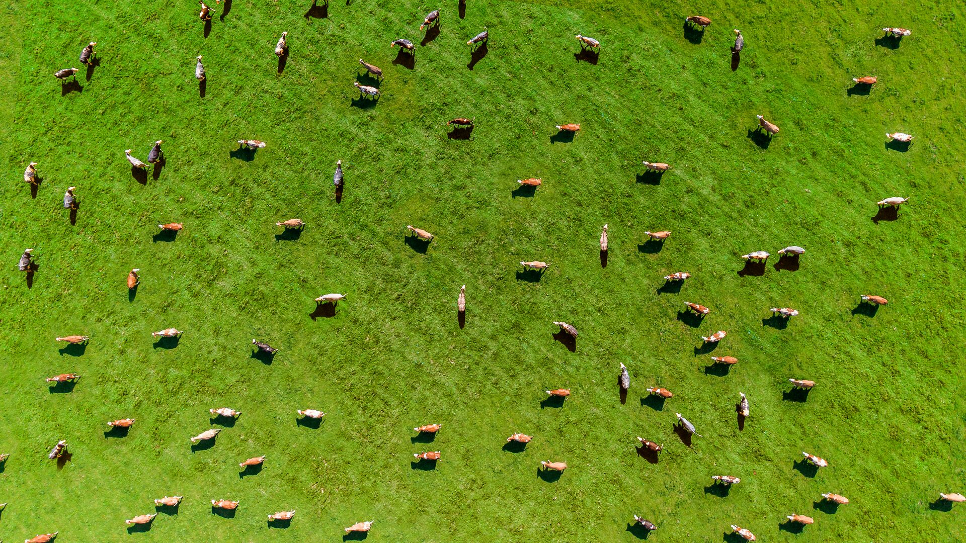 Vodafone Business: applicare la digitalizzazione alla produzione agricola – Posta finanziaria