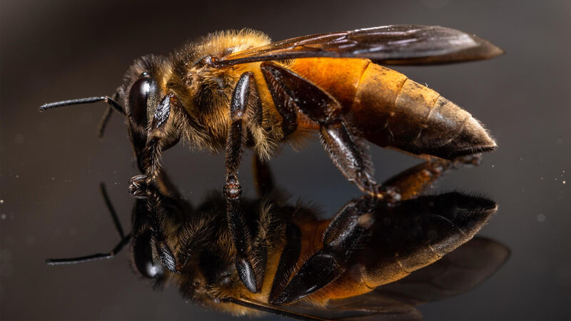 Μέλισσες: Γιατί δεν μπορούν να πετάξουν πάνω από ήρεμα νερά και πέφτουν;
