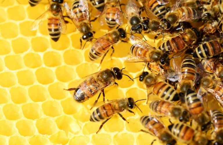 Μελισσοκόμοι Κρήτης: Οι μέλισσες «αυτοκτονούν» από την έλλειψη τροφής
