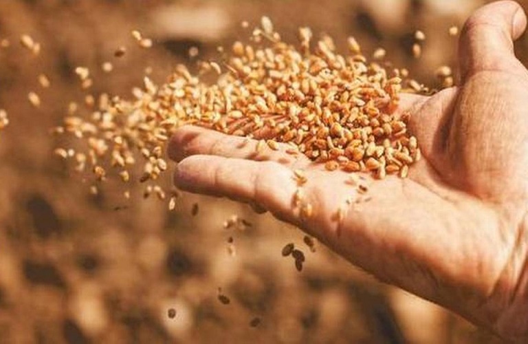 Development Min.: The price of wheat has more than quadrupled globally