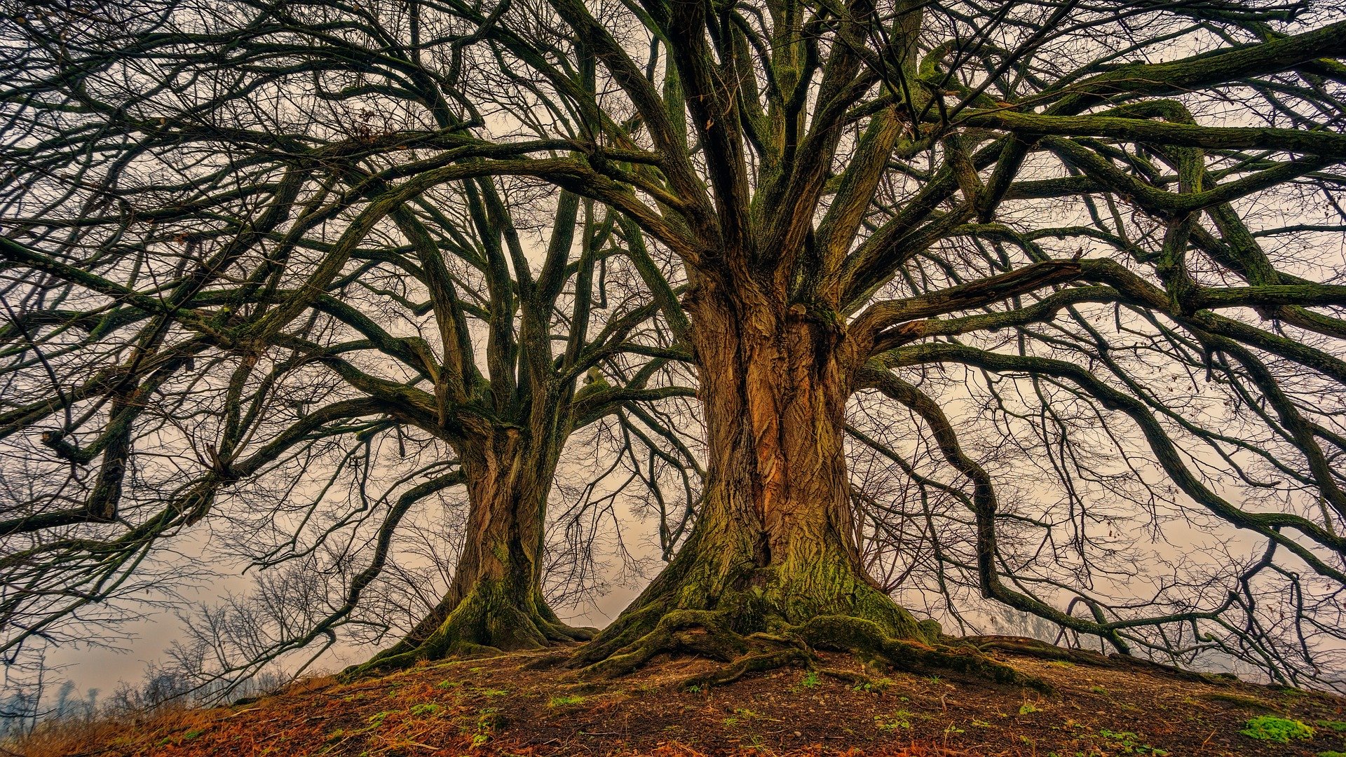 Περιβάλλον: Άνω των 2.000 ετών 30 δέντρα στον πλανήτη