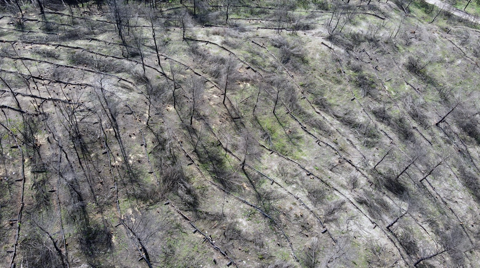 Όμιλος ΕΛΛΗΝΙΚΑ ΠΕΤΡΕΛΑΙΑ: Αντιδιαβρωτικά έργα για την αναγέννηση του δάσους στη Βαρυμπόμπη