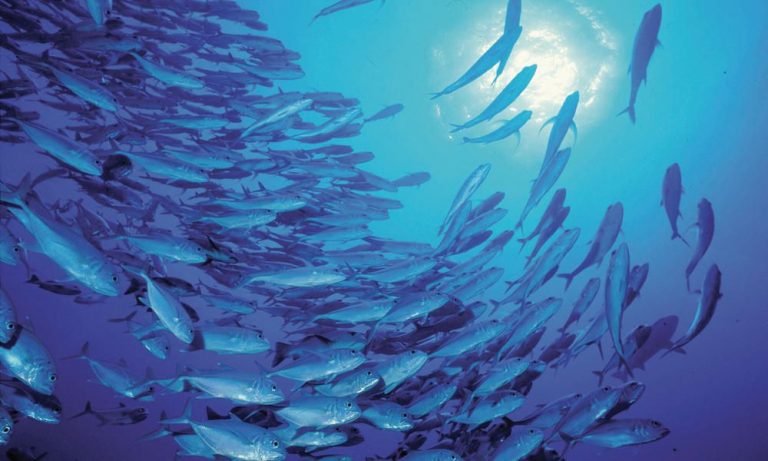 Κλιματική αλλαγή: Τα θαλάσσια είδη απειλούνται με μαζική εξαφάνιση