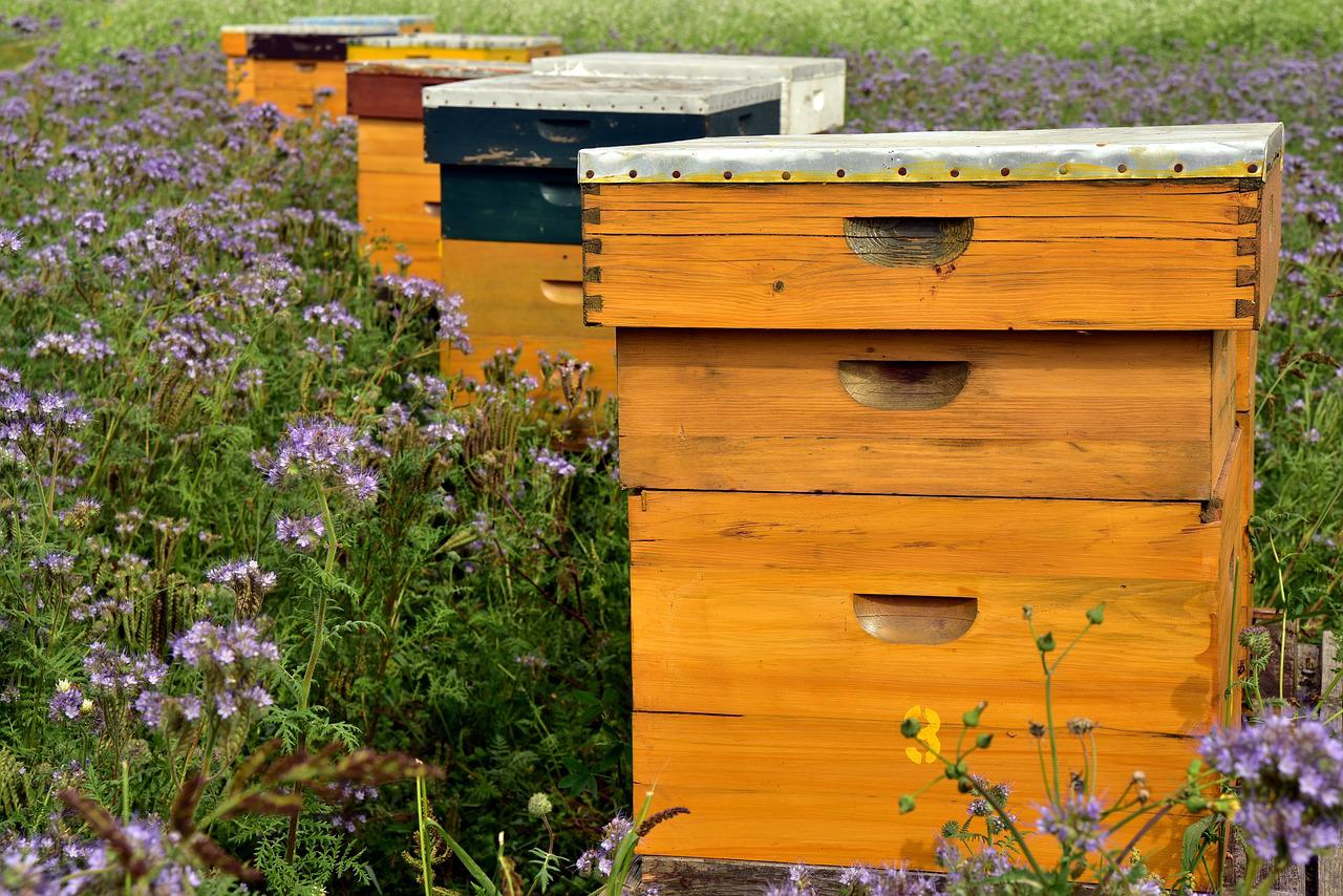 Μελέτη: Ίχνη DNA στο μέλι δείχνουν πως εξαπλώνονται τα μικρόβια