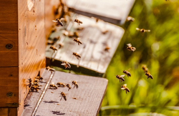 Μελισσοκομικό πάρκο: Σε ΦΕΚ η δημιουργία του πρώτου στον Έβρο