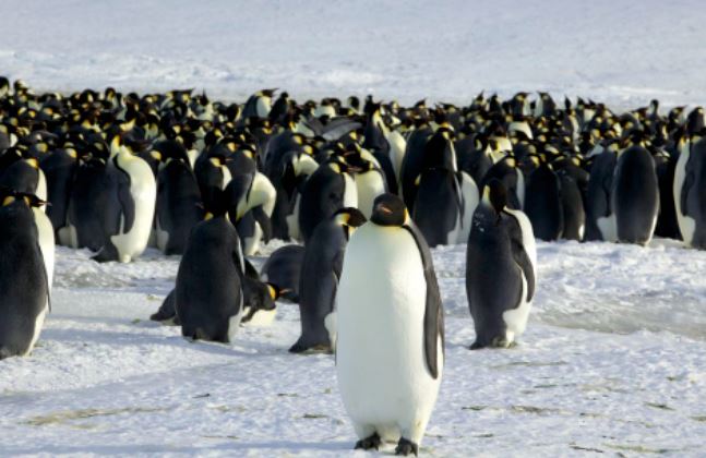 Αυτοκρατορικός πιγκουίνος: Με αφανισμό τον απειλεί η κλιματική αλλαγή