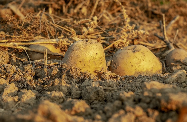 Farm coop of Naxos: Stock of famous isle potatoes exhausted