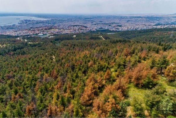 Θεσσαλονίκη: Εκτεταμένες παρεμβάσεις στο Σέιχ Σου για ασφαλή αντιπυρική περίοδο