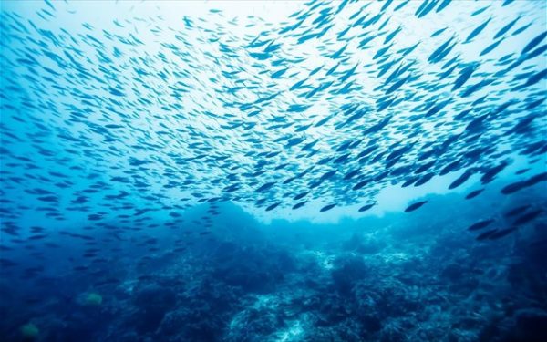 Ωκεανοί: Πιο θερμοί και πιο όξινοι από ποτέ