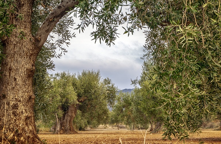 Ελιά: Ξεκινούν δολωματικοί ψεκασμοί για το δάκο στην Αιτωλοακαρνανία