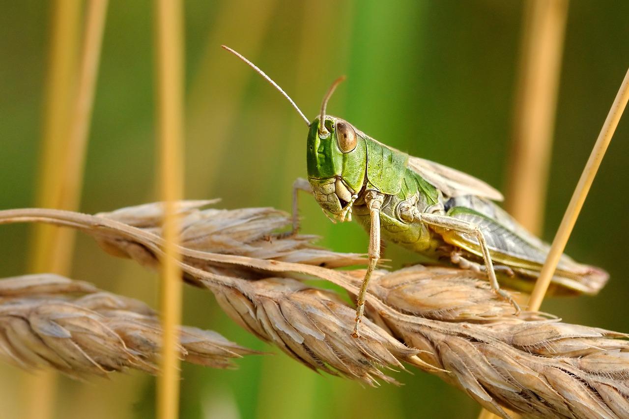 Locusts devastate crops in Rhodope