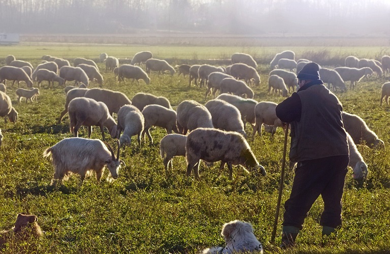 ΥΠΑΑΤ: Νέες αποφάσεις για τη στήριξη των κτηνοτρόφων