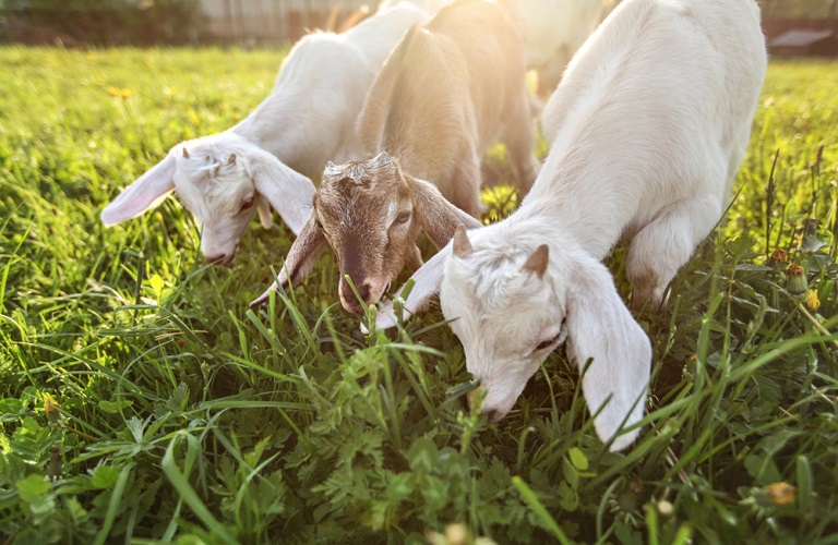 Συνδεδεμένη ενίσχυση: Καθορίστηκαν τα ποσά στην κτηνοτροφία