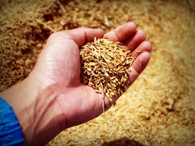 Ινδία: Στα ύψη η ζήτηση για ρύζι μετά την απαγόρευση εξαγωγών σιταριού
