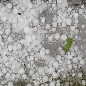 Θεσσαλία: Άμεσες λύσεις για τους χαλαζόπληκτους παραγωγούς