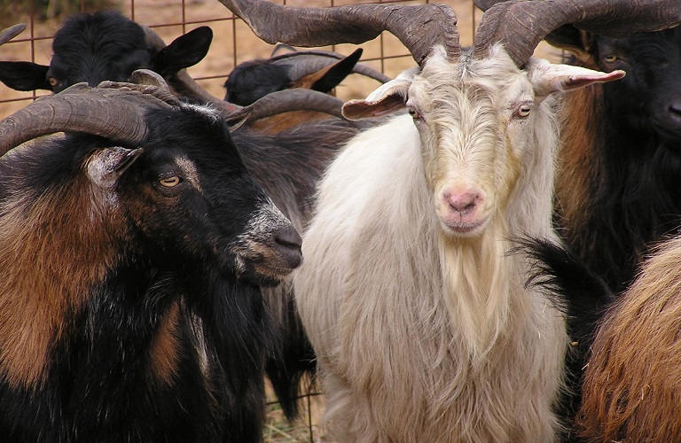 Graega project aims to identify milk produced by Greek goat breeds