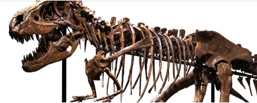 Sotheby’s: Σε δημοπρασία για πρώτη φορά ο σκελετός ενός Γοργόσαυρου – Τεράστιο ενδιαφέρον από διεθνείς συλλέκτες