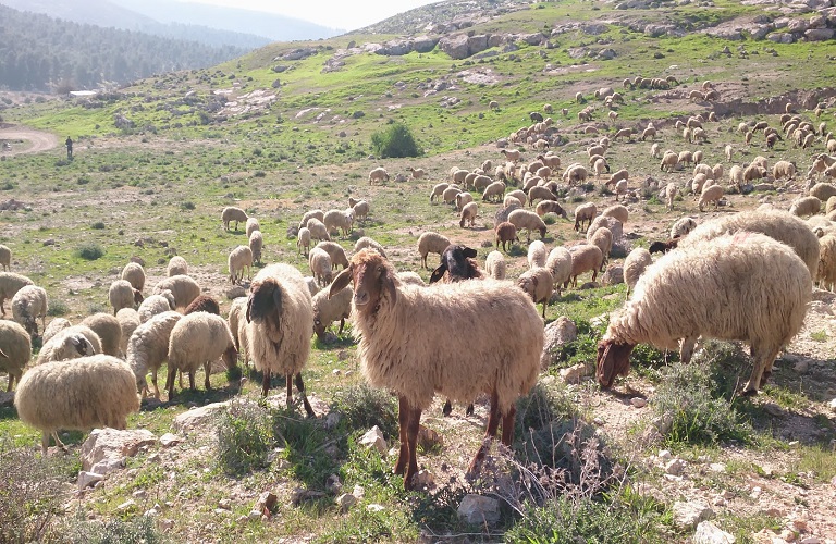 Western Greece: Carnivores ravage herds