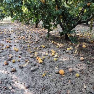 Φλώρινα: Εκτεταμένες ζημιές σε καλλιέργειες από έντονα καιρικά φαινόμενα