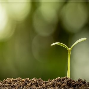 Copa-Cogeca: «Ορόσημο» ο κανονισμός για τις νέες γονιδιωματικές τεχνικές