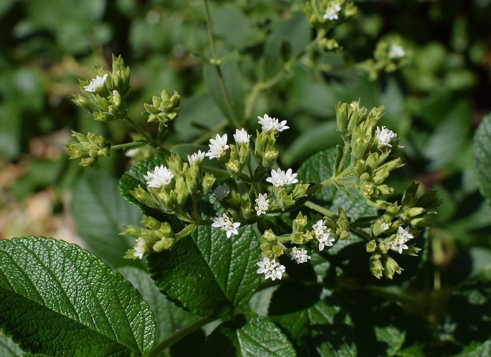 Thrace: From tobacco to stevia