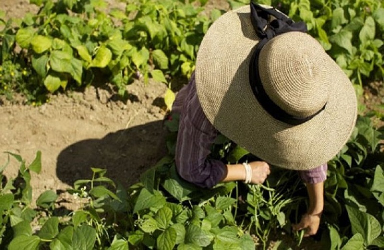 ΟΠΕΚΕΠΕ: Ποιες είναι οι υποχρεώσεις αγροτών στο πλαίσιο της Πολλαπλής Συμμόρφωσης