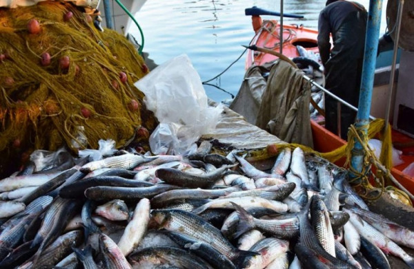 Αμυράς: Καθολική απαγόρευση αλιείας στη Γυάρο