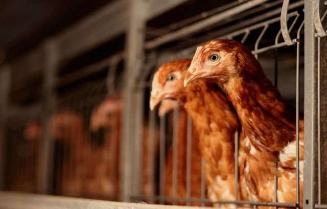 Γαλλία: Δυσαρέσκεια για την αθρόα εισαγωγή πουλερικών από την Ουκρανία