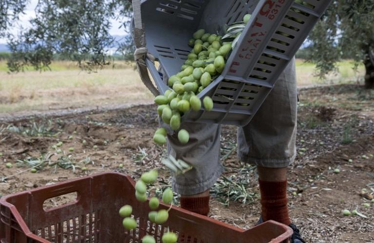 Significant reduction in European olive oil production this season; expected Greek yield up by 29%