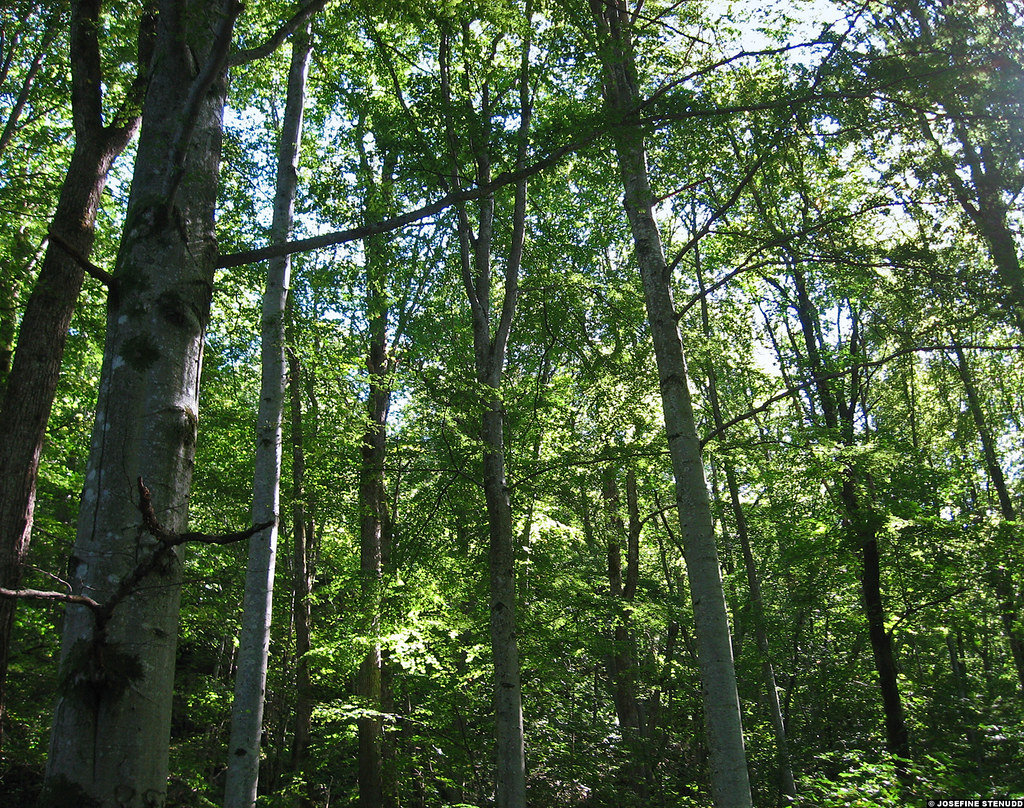Δάση: Η εξαφάνιση ενός και μόνο είδους δέντρου μπορεί να αλλάξει για πάντα το οικοσύστημα