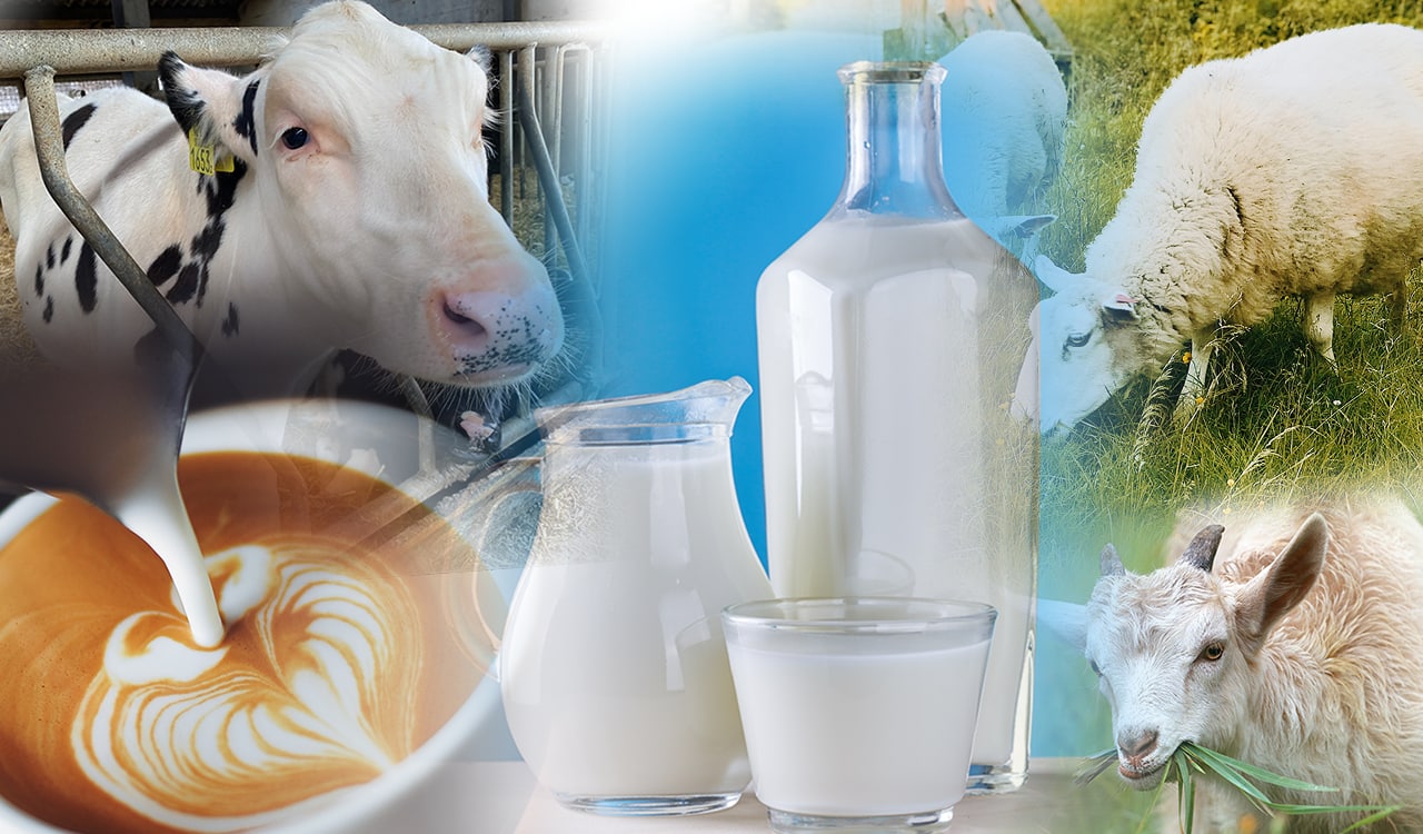 Αγορά γάλακτος: Δίδυμη κρίση χτυπά τις ελληνικές γαλακτοβιομηχανίες