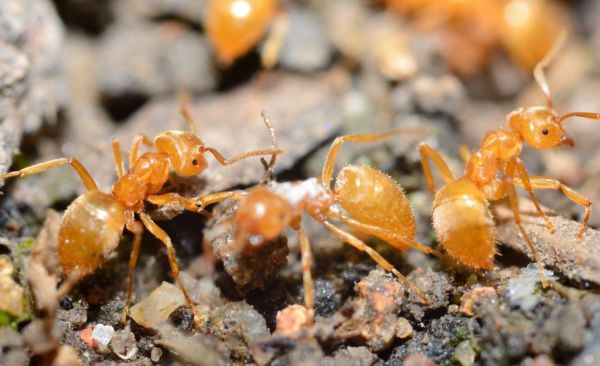 Μυρμήγκια: Τελικά πόσα υπάρχουν στη Γη;