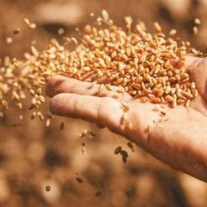 Σιτηρά: Τα καταπράσινα χωράφια της Ευρώπης κρατούν υπό έλεγχο το κόστος των τροφίμων