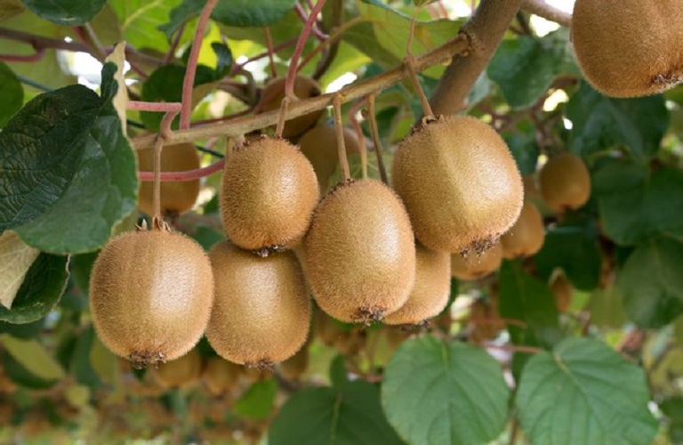 Greek growers preparing to harvest “Hayward” kiwis