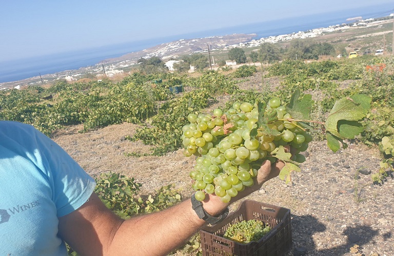 Αμπέλι: Τι ισχύει με τους αμπελουργούς κάτω του 1 στρ. για απόσταξη