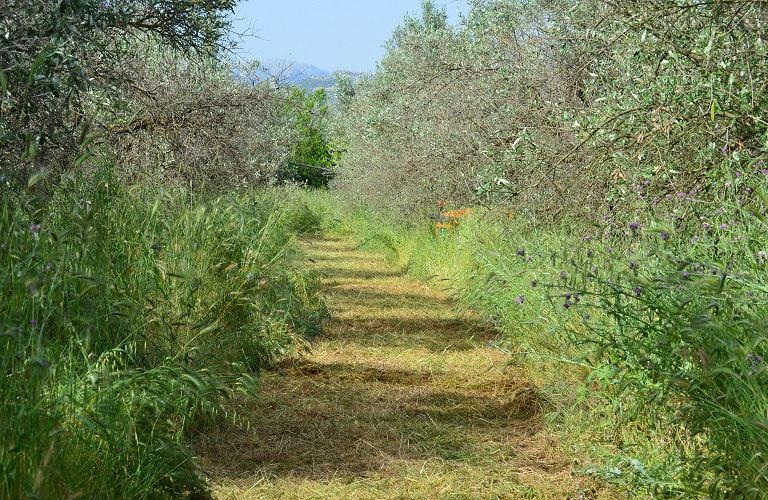 ΥπΑΑΤ: Προέγκριση έργου αγροτικής οδοποιίας στη Χαλκιδική